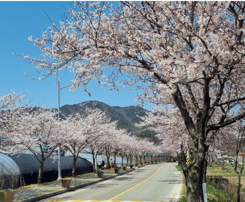 예산 벚꽃