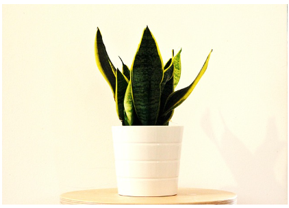 스투키(산세베리아) 공기정화 효과와 물 주는 법