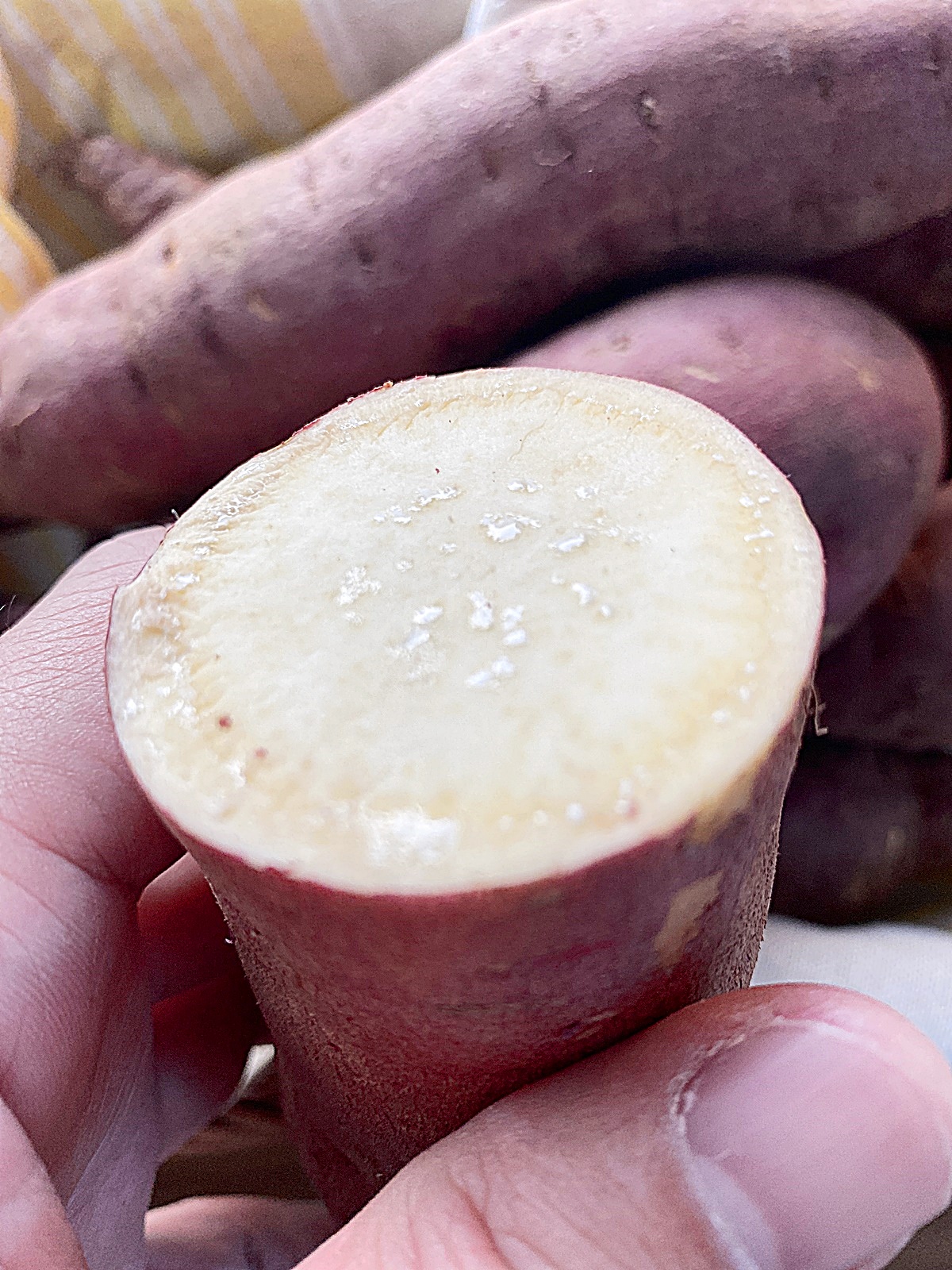 베니하루카 잘라보기