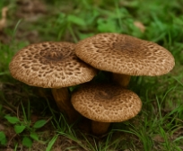 능이버섯 보관방법