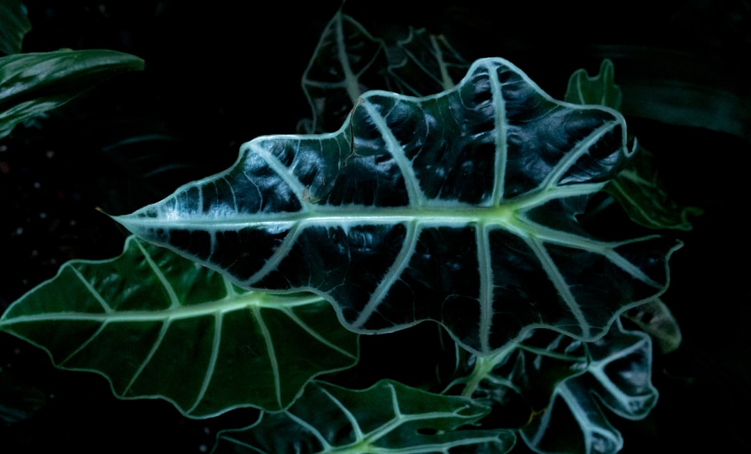 Neuroregeneration