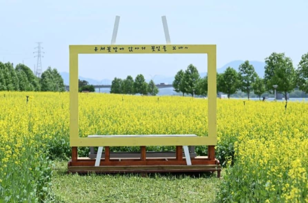 구리 유채꽃 축제