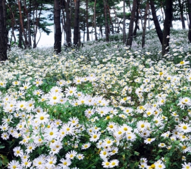 가을 꽃-구절초