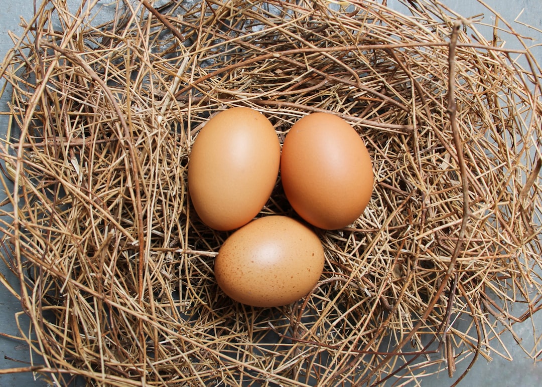 Egg