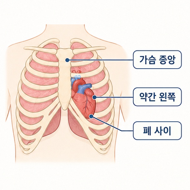 심장이 흉골 뒤쪽과 좌우 폐 사이에 자리하는 해부학적 위치를 설명하는 그림