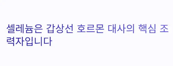 갑상선 호르몬 조력자