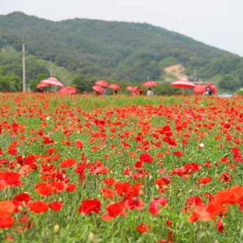 2025 원주 용수골 꽃양귀비축제 ❘기간, 일정, 체험 및 프로그램 정리