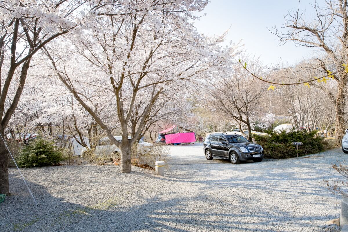 벚꽃 캠핑장