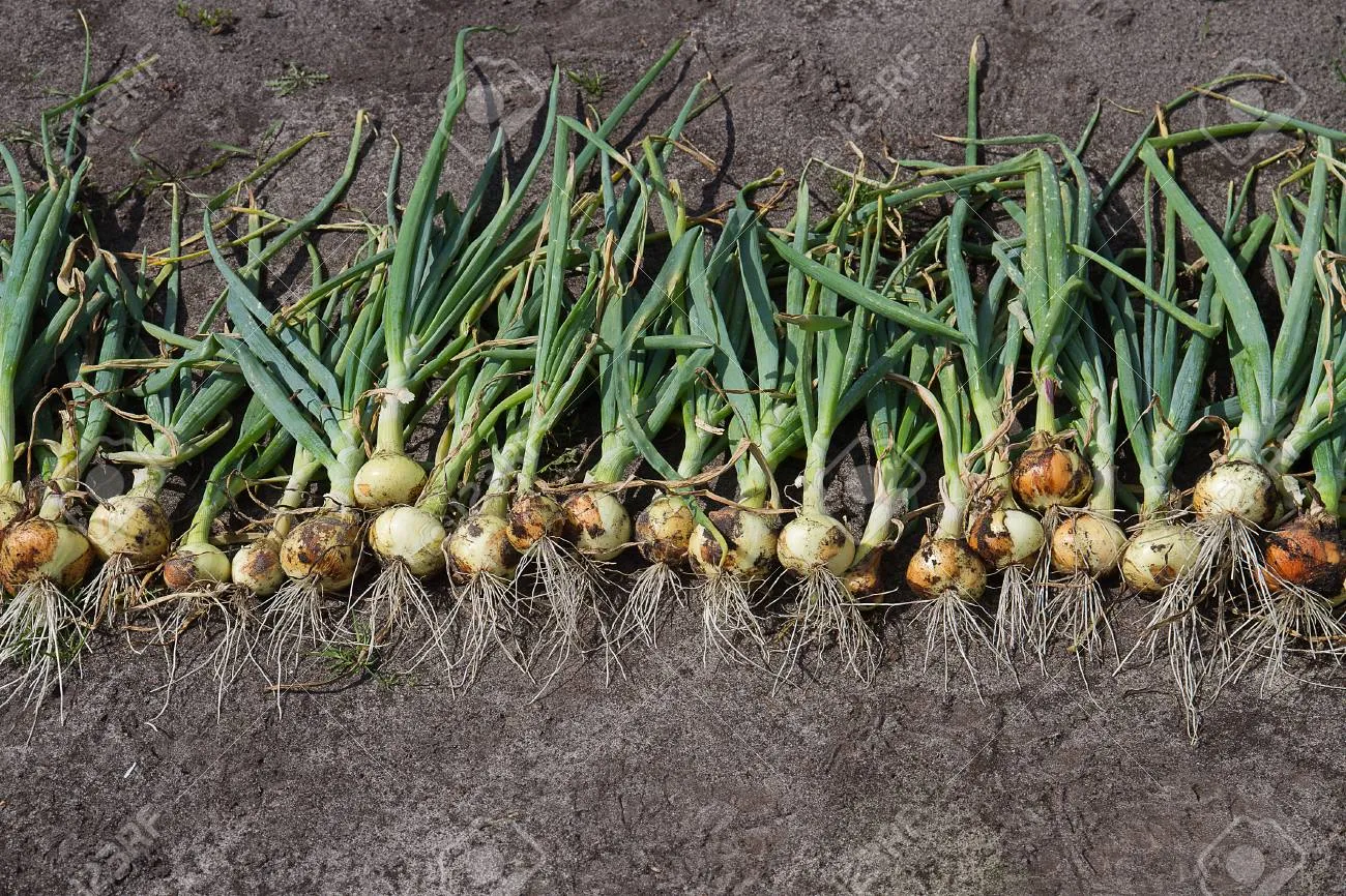 gg_양파 수확시기_15