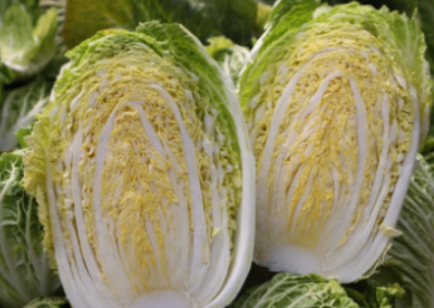 김장배추-사진3