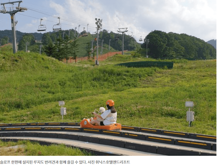 반려동물 강아지 동반 캠핑 야영지 숙소 호텔