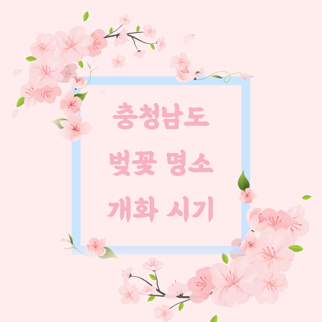 충청남도 벚꽃명소 개화시기