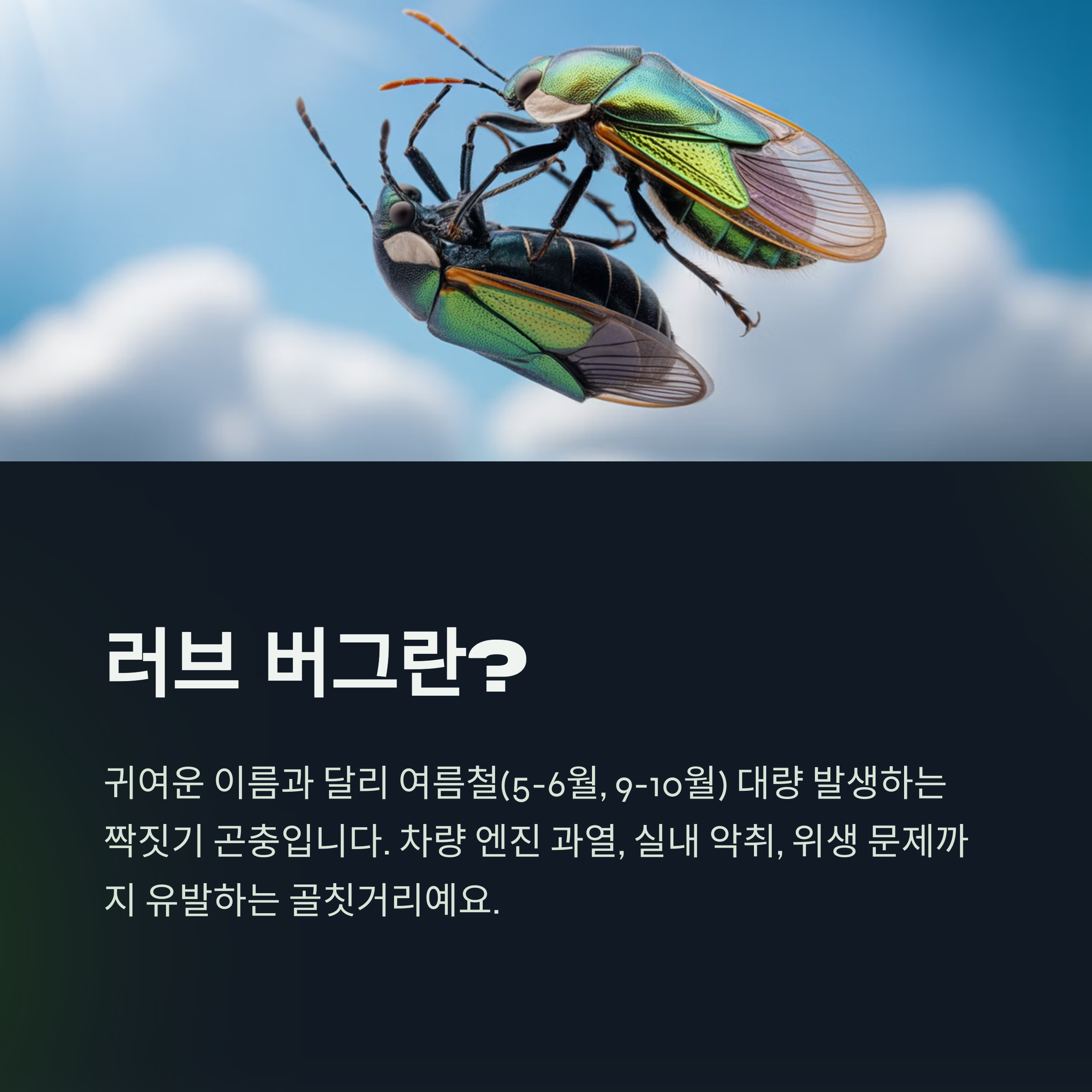 러브 버그는 어떤 벌레인가요?