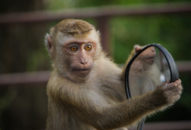 원숭이띠 2025년 운세