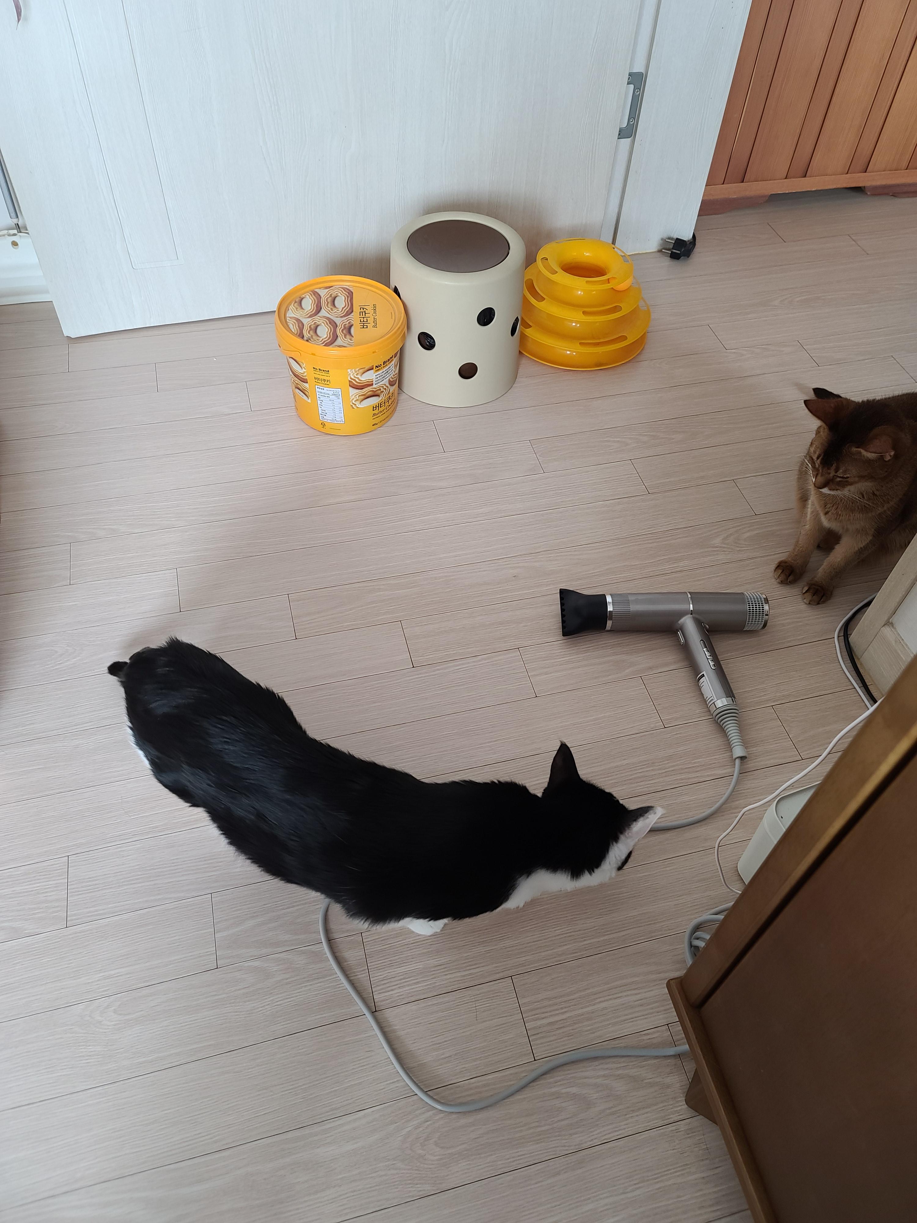 신고식 안한 신입 드라이기 혼쭐내는 용감한 아비시니안고양이 루디.