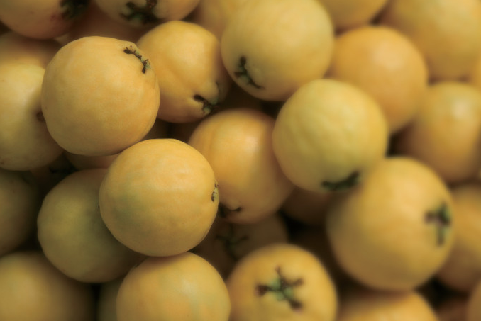 경남 의령 구아바