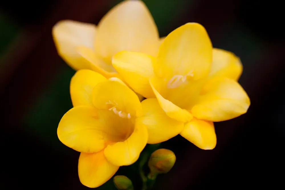 프리지아 수선화 꽃말 꽃다발 선물 의미_2