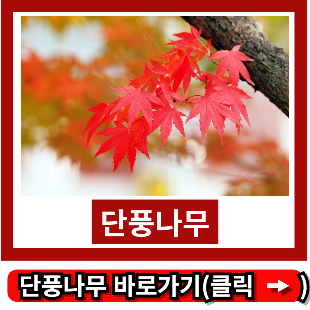 단풍나무