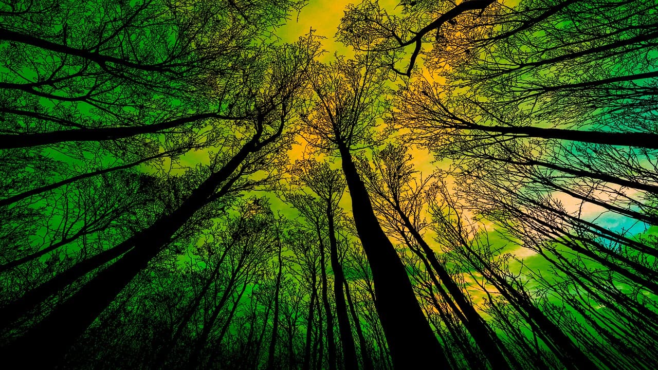 트리 텐트 캠핑 – 자연 속에서 하늘을 누리는 색다른 캠핑 스타일