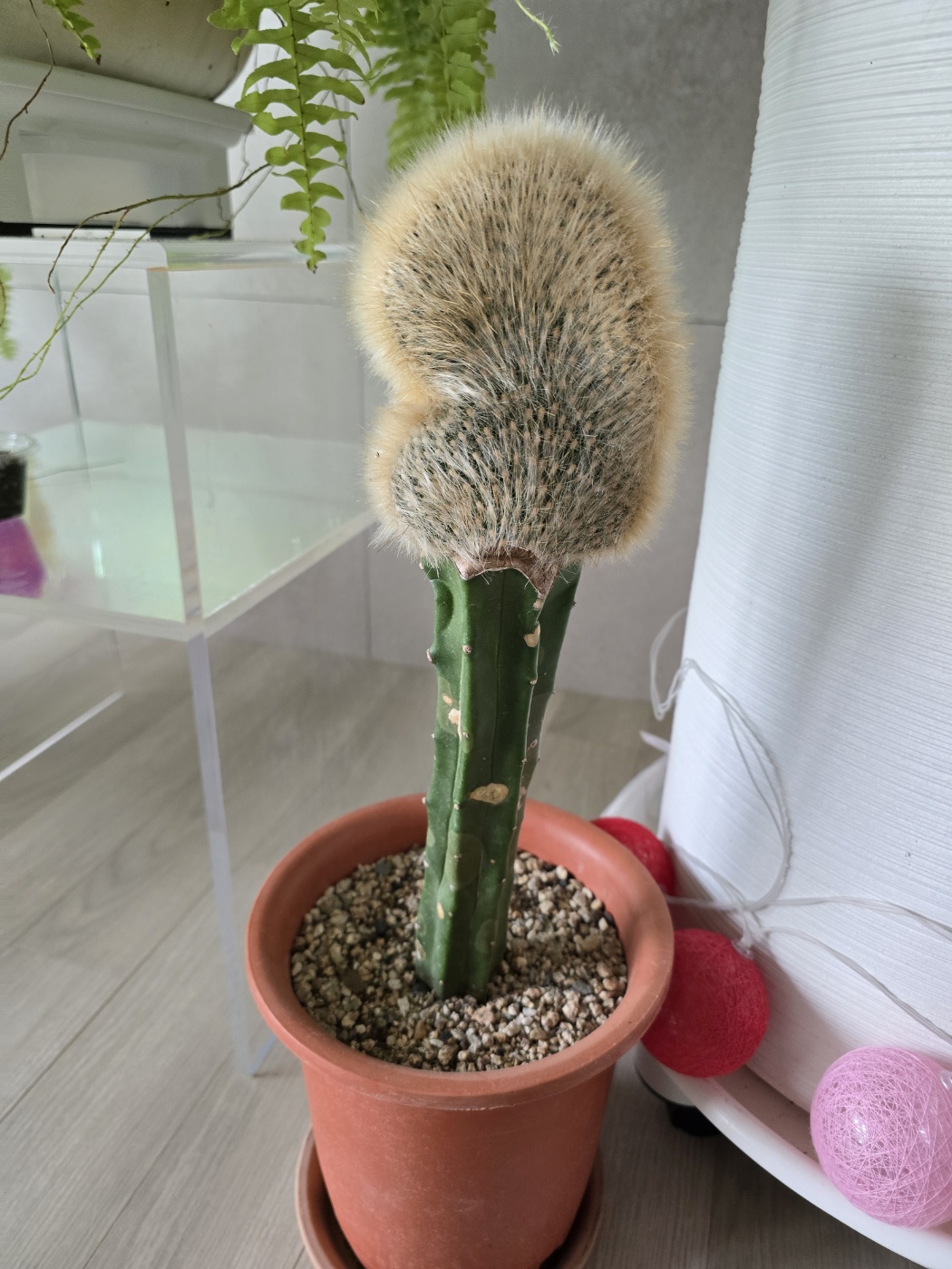 선인장