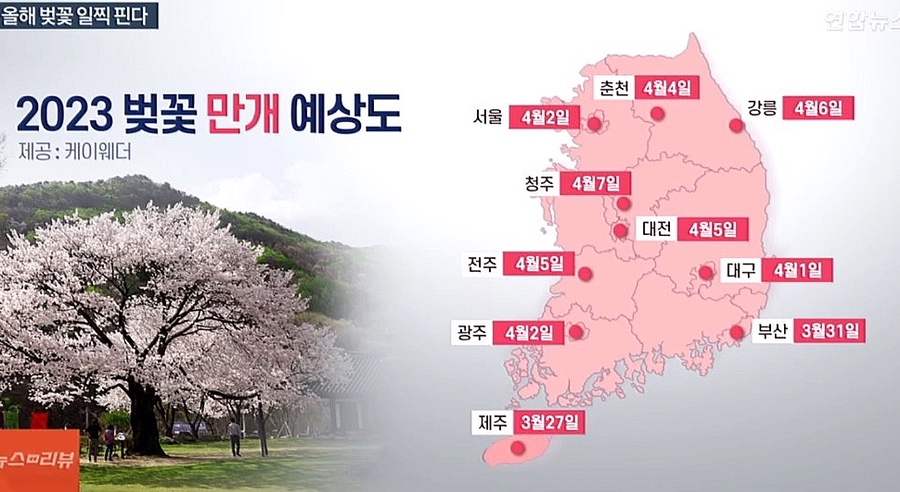 2023년 전국 벚꽃 축제 일정