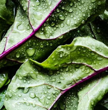 시금치 효능 부작용 고르는법 칼로리