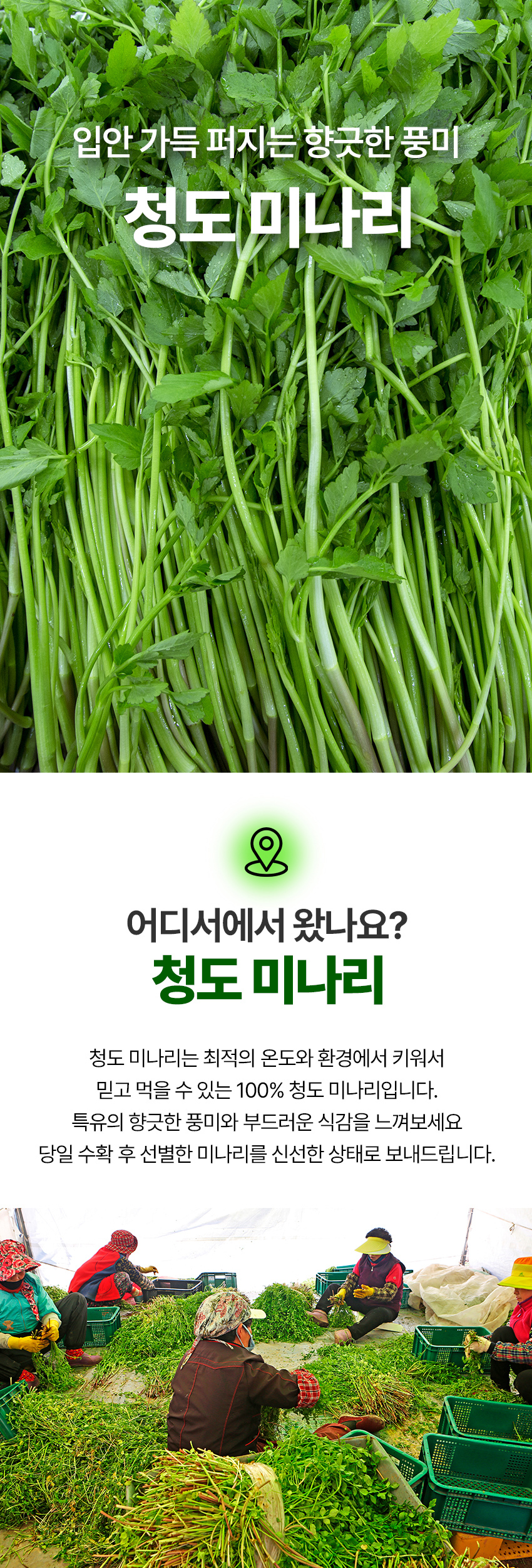 청도 미나리 작업