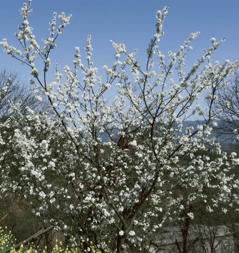 이팝나무와 조팝나무 차이