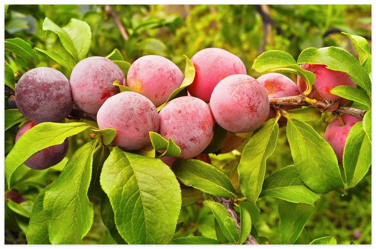 자두: 건강을 위한 자연의 선물