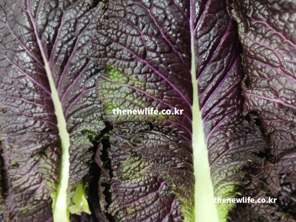 눈 건강 효능에 필수적인 베타카로틴 성분을 함유하고 있는 진한 보라색 적겨자 잎의 실물 확대 사진