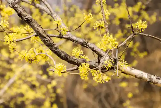 산수유 효능효과 먹는 방법과 부작용