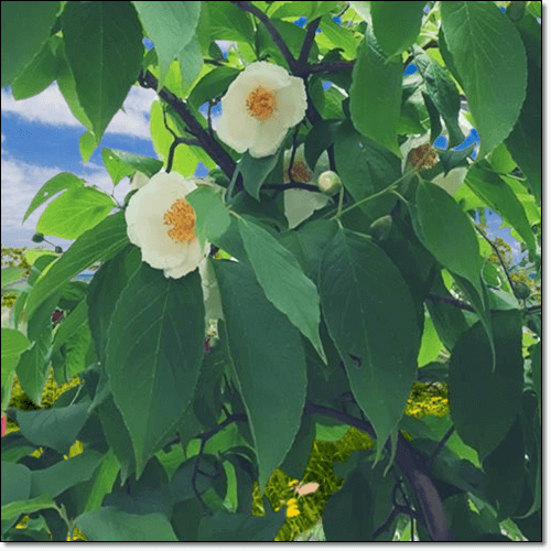 노각나무 효능 및 부작용 노각 차 먹는 법