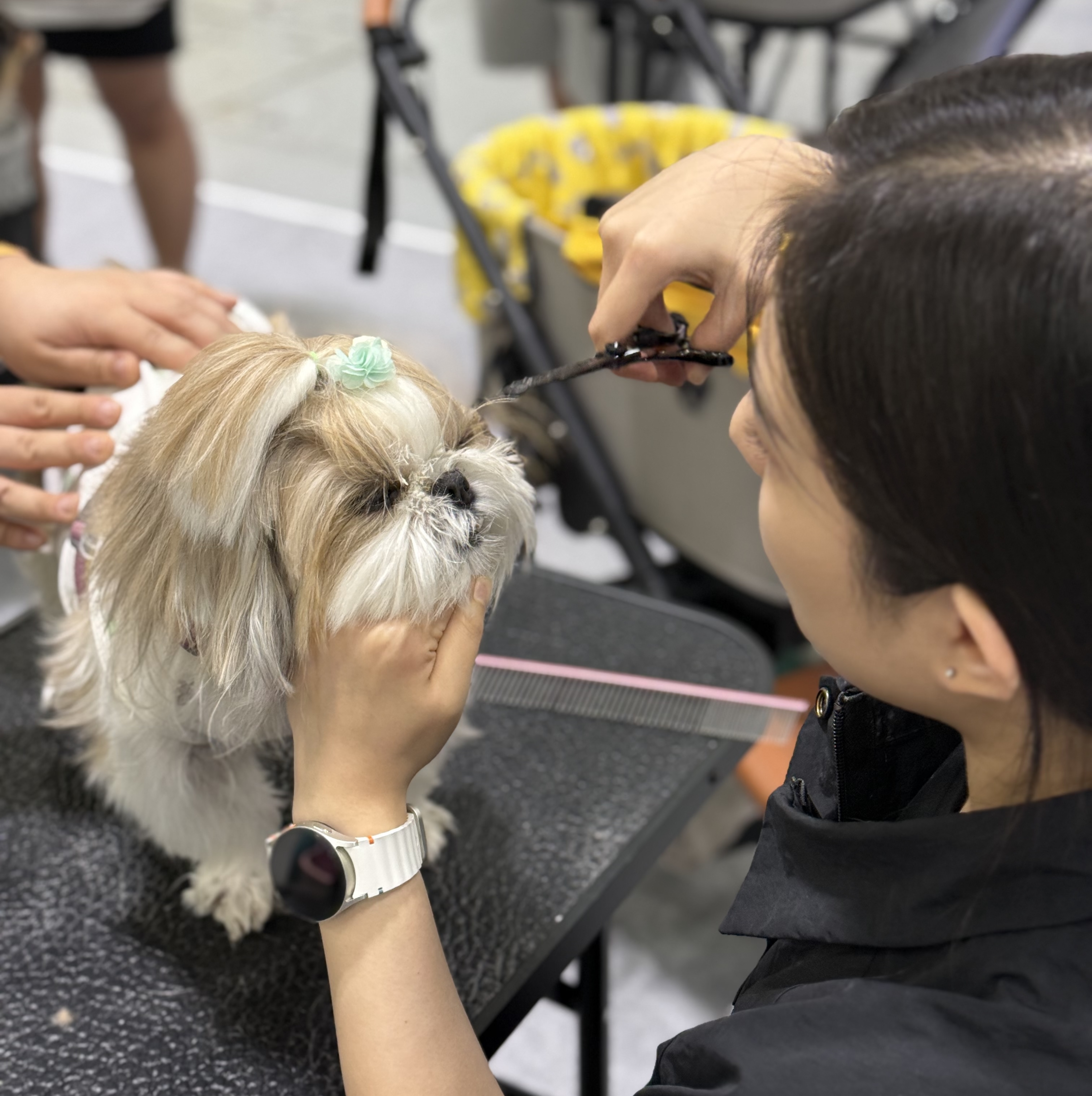 대전애견미용학원