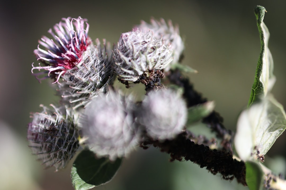 Burdock