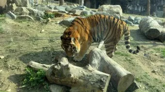 서울대공원 캠핑장 둘레길 동물원 입장료 맛집_20