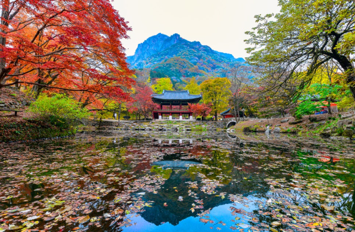 🍁 2025 내장산 단풍 여행 완벽 가이드 ❘ 절정 시기 & 추천 코스