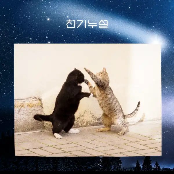 싸우는 꿈해몽