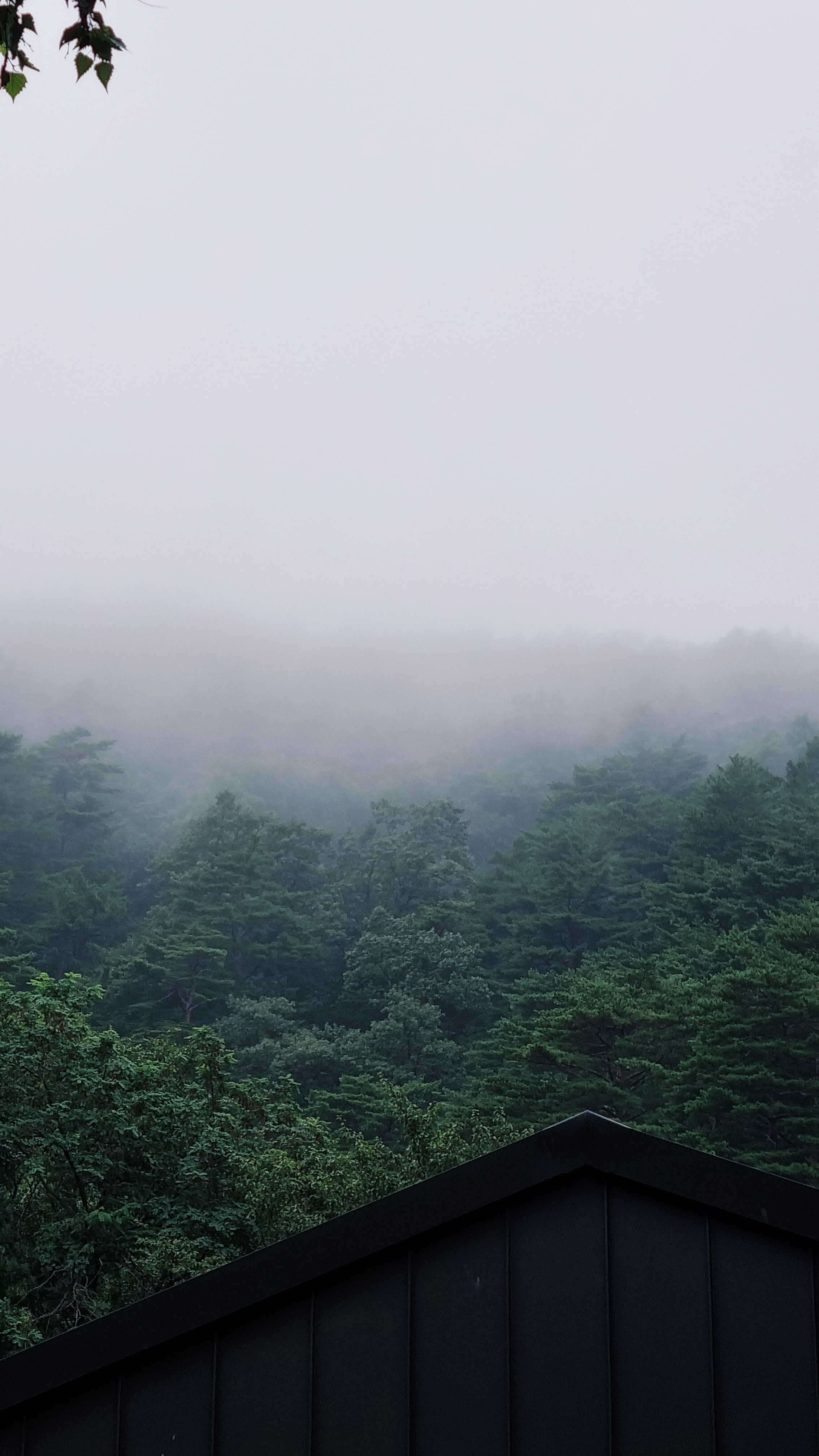 안개낀_대관령_숲