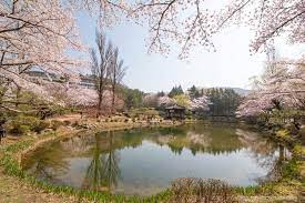 경상북도 경주 보문단지 벚꽃길 벚꽃 명소 베스트 5 벚꽃시기 만개시기 드라이브 코스
