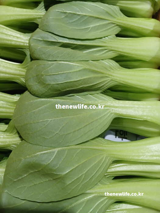 청경채 효능 장 건강 개선 식이섬유