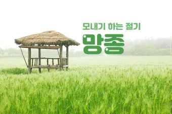 망종 절기 망종의 뜻 전통음식 매실청 담그기_3