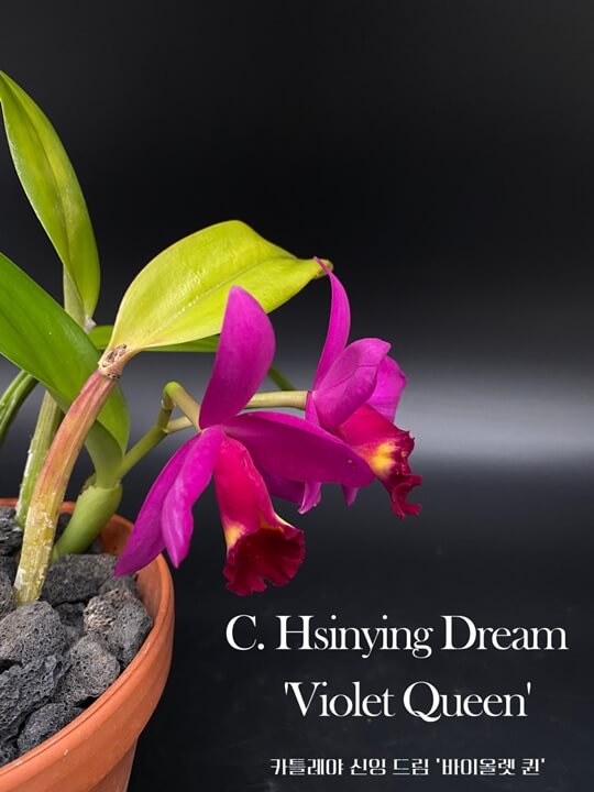 Cattleya Hsinying Dream &#39;Violet Queen&#39;