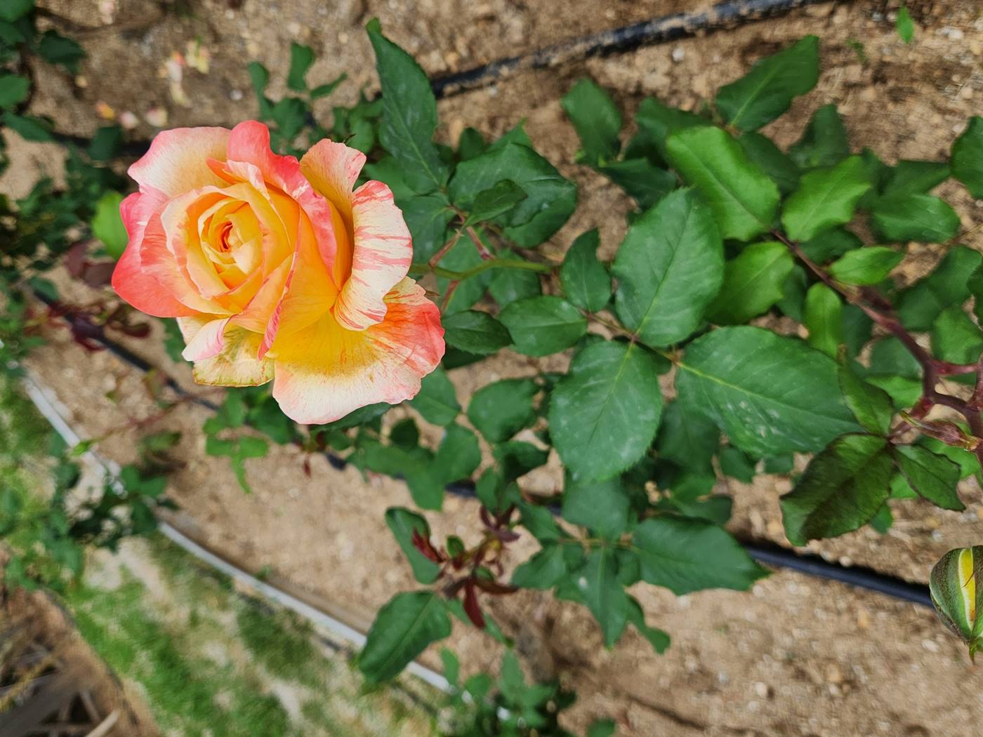 장미 오렌지 딜라이트 Orange Delight