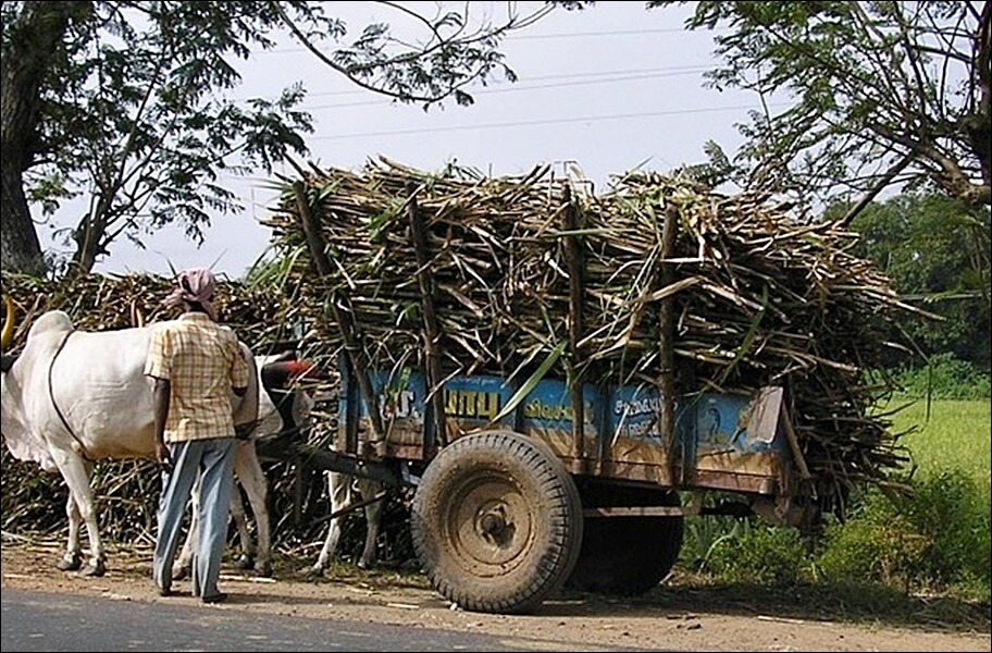 폴리코사놀 효능 부작용 총정리
