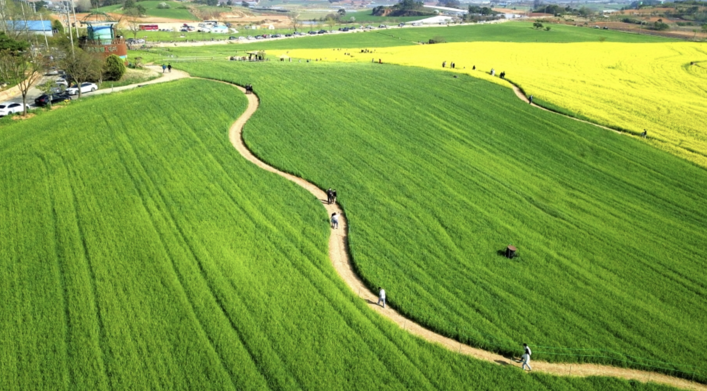 2025 고창 청보리밭 축제