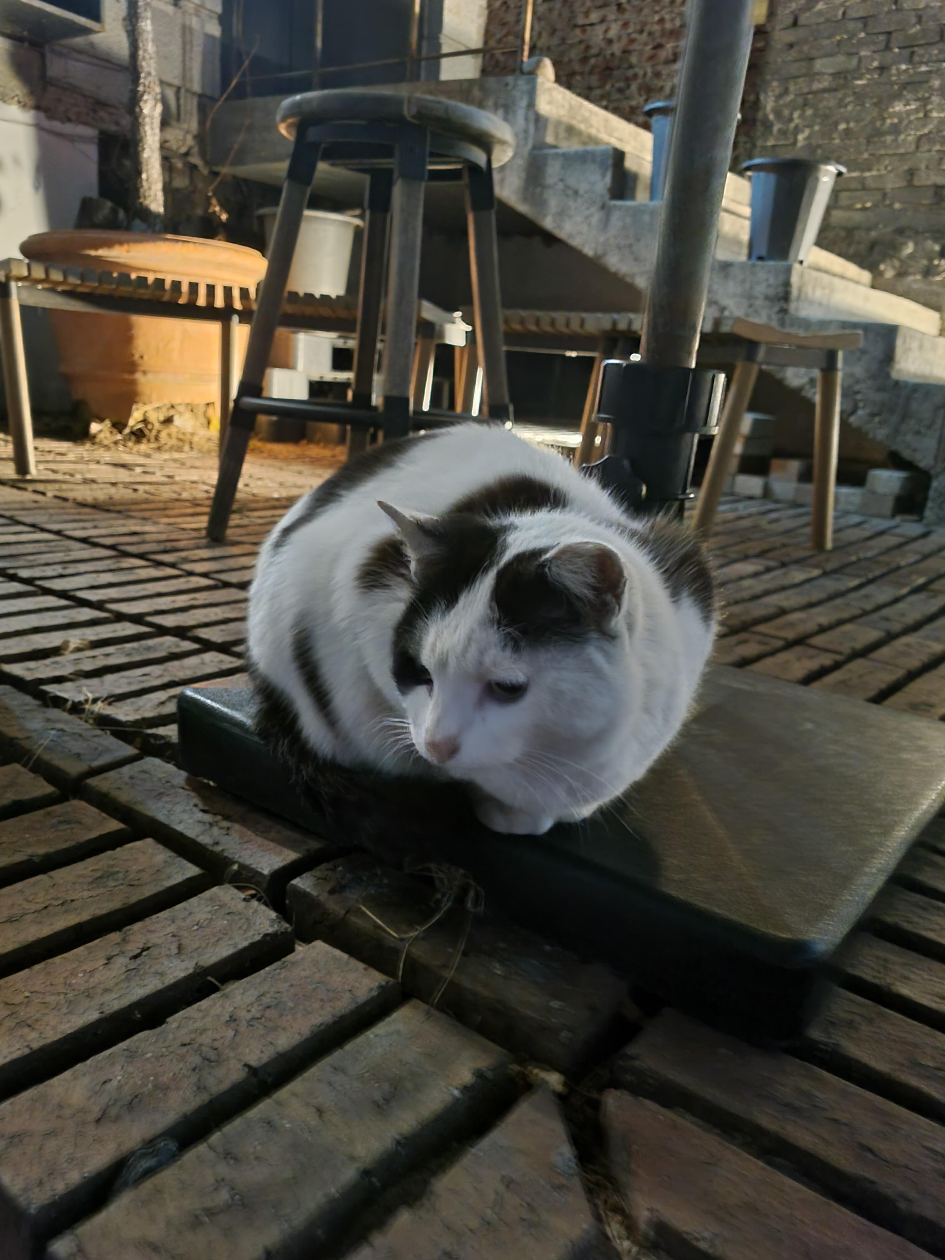 cat1