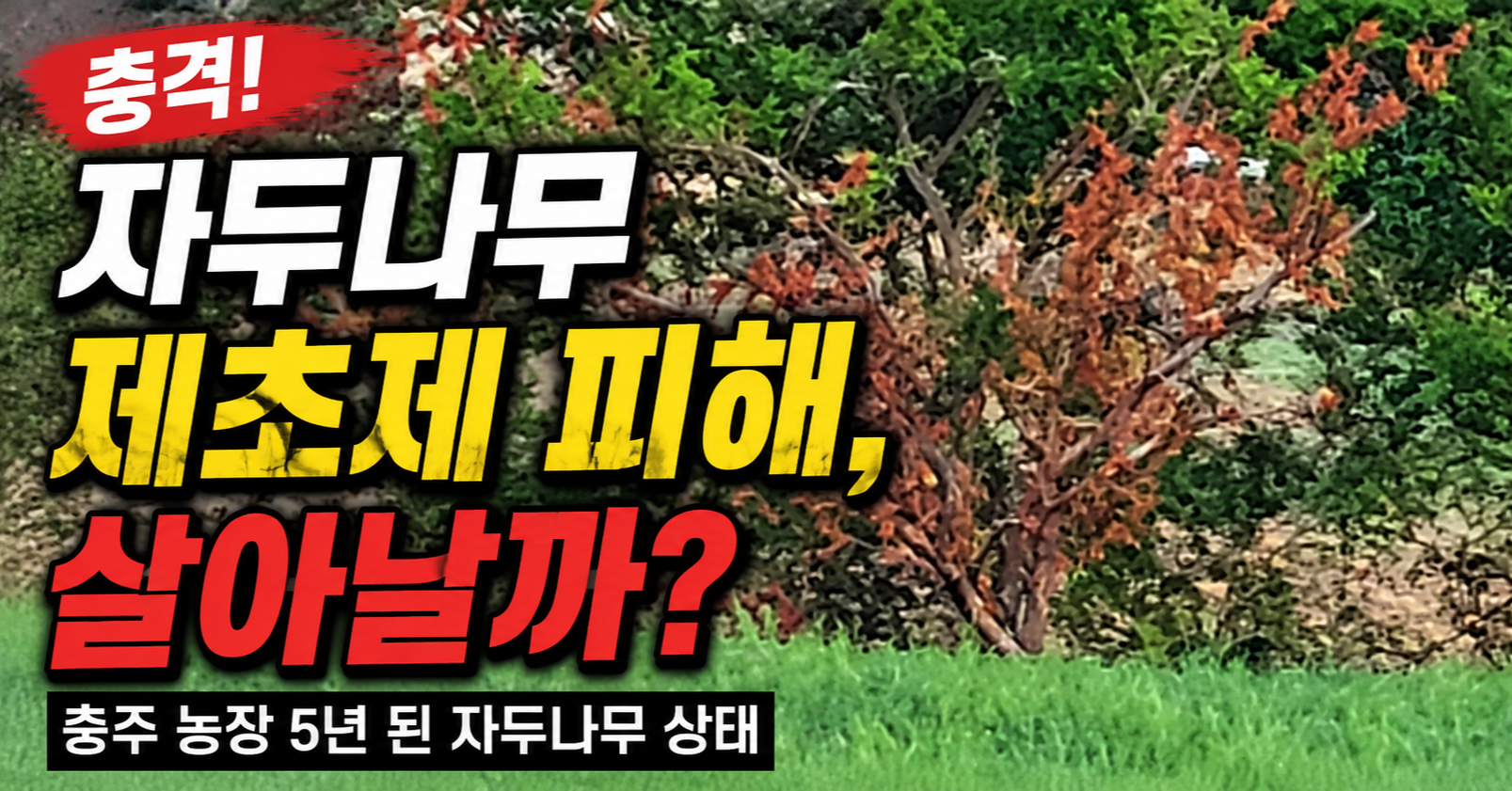 제초제 피해로 갈색으로 말라버린 자두나무와 회복 가능성을 다룬 썸네일