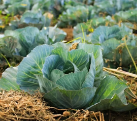 위궤양에 좋은 음식 영양제 식단