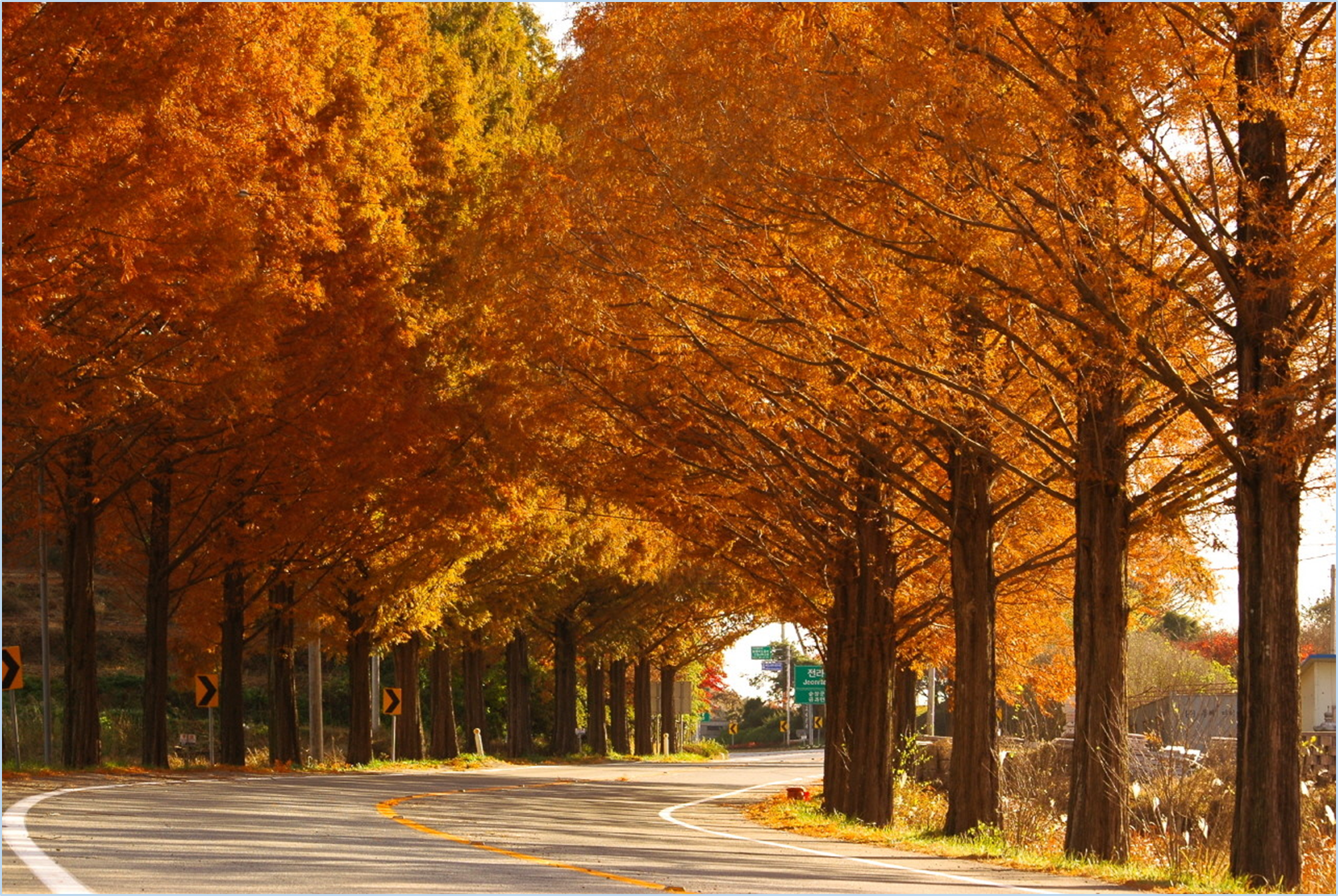 2023-가을-단풍축제-절정시기