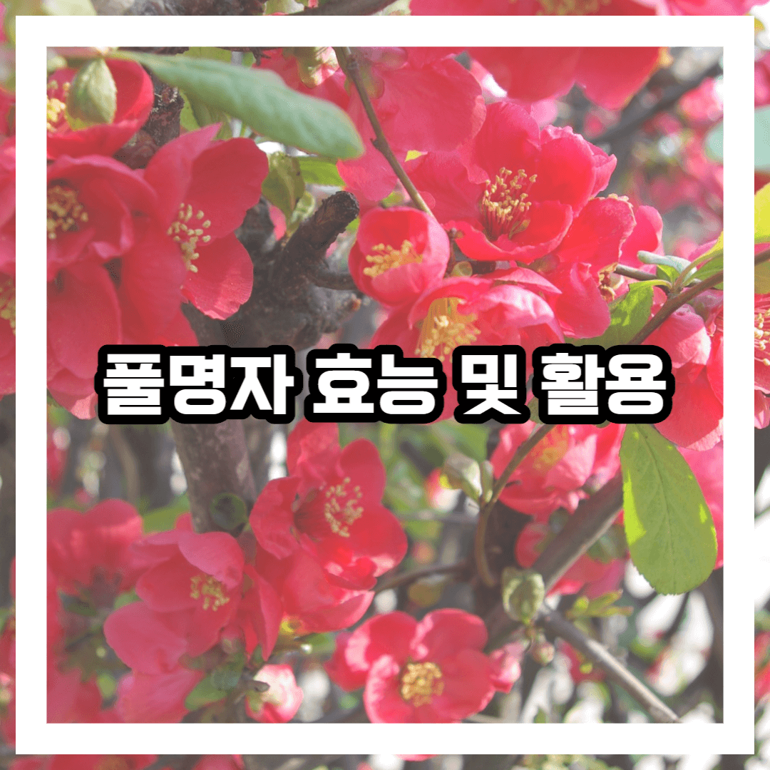 풀명자 사진